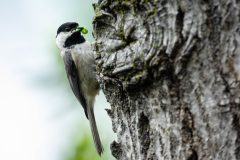 Small image of A Carolina chickadee grips the bark of a tree, its small black beak holding a bright green worm.