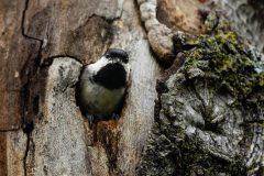 Small image of A Carolina chickadee leans out of a small hole in a tree, its characteristic black cap and bib visible as it faces the camera.