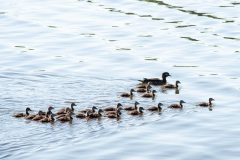 Small image of Several wood duck chicks follow the female in the water.