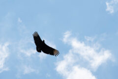 Small image of A black vulture soars through a blue sky, its white wingtips visible from below.