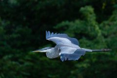 Small image of A great blue heron flies in front of a forest, with its legs and wings outstretched and its neck tucked into its body.