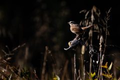 Small image of Song sparrow rests on a branch.