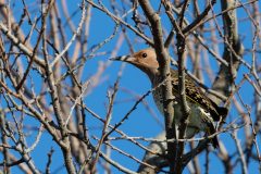 Small image of A female flicker perches in a tree. Its cheeks are tan like the rest of its head, without black markings.