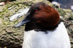 Small image of A close up on the sloping head and shoulders of a male canvasback, showing its rusty red head feathers and white back.