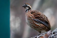 Small image of A profile view of a male northern bobwhite, with a rusty red-brown color throughout its chest feathers. It is perched on a shrub with brown autumn leaves.