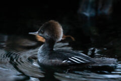 Small image of A female hooded merganser with a fluffy brown head swims.