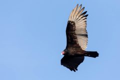 Small image of Close up of a turkey vulture in the sky.