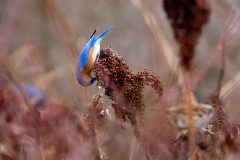 Small image of An eastern bluebird hangs upsidedown to feed on a cluster of burgundy seeds.