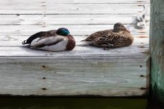 Small image of A male and female mallard sit side by side on a wooden dock.