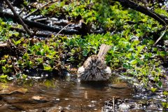 Small image of Song sparrow sits in the water taking a bird bath.