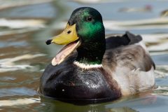 Small image of A male mallard with its bill open, showing its pale tongue.