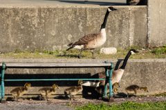 Small image of A pair of adult Canada geese walk along the concrete steps of a park, their six young following along under a park bench.