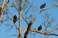 Small image of Three turkey vultures sit in a tree.