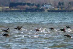 Small image of Ruddy ducks fly low over the water.