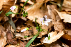 Small image of An insect visits a Virginia spring beauty that is blooming among leaf litter on a forest floor.