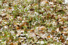 Small image of Many Virginia spring beauty bloom in a field of grasses and dead leaves.