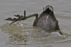 Small image of The rump, legs and large feet of an American coot stick out of the water as the bird feeds.