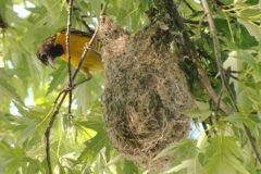 Small image of A female Baltimore oriole appears to inspect its nest, which resembles a woven pouch that is attached to the thin branches of a leafy tree.