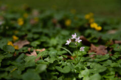 Small image of A small, delicate Virginia spring beauty is the only flower blooming in a sea of greenery.