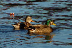 Small image of Two American black ducks swim in a body of water, showing physical characteristics that are linked to mallards, including a brownish-orange bill on one bird and a patch of iridescent green head feathers on the other.