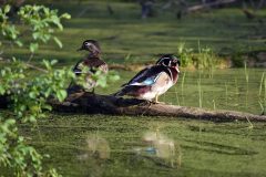 Small image of A male and female wood duck stand on a fallen log in a swamp. The male has an iridescent green head, red eyes, a reddish-orange bill and a chestnut breast. The female is dull, mottled brown with a white eye patch.