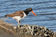 Small image of An American oystercatcher walks across an exposed clam bar, its reddish-orange bill standing out against the blue water in the background.