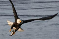 Small image of A bald eagle flies over blue water, grasping a silver fish in one of its talons.