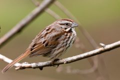 Small image of Song sparrow clings to a tree branch.