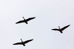 Small image of A group of three Canada geese fly overhead in a V-shaped formation, their long black necks and large wings held straight out from their bodies.