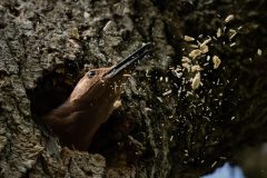 Small image of A closeup of a flicker's head sticking out from a hole in a tree. Its black beak is raised and small fragments of wood are moving through the air away from where the flicker is pecking.