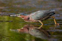 Small image of A green heron leans over water, neck folded back, watching the surface of the water with yellow eyes.