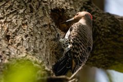 Small image of A flicker on the side of a tree right at a large hollow in the tree, gripping the bark with its feet and holding its head at the hollow.