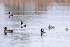 Small image of Two male hooded mergansers swimming amidst a group of male and female mallards.