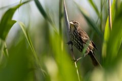 Small image of Female red-winged blackbirds clings to a reed in a marsh area.