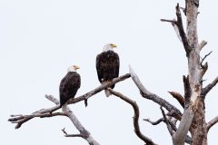 Small image of Two bald eagles perch on the branch of a dead pine tree, looking off to the right so their yellow, hook-shaped bills are visible against a cloudy sky.