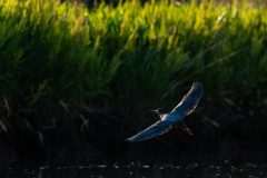 Small image of A green hero in flight, wings outstretched, silhouetted against a grassy shore.