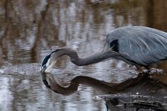 Small image of A profile view of a great blue heron, bill in the water as it captures prey to eat.