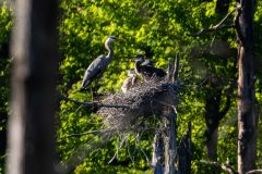 Small image of A large nest on top of a dead tree, with two juvenile great blue herons in it and an adult perched next to the nest.