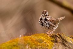 Small image of Male song sparrow sits on a fallen trees with moss growing on it.