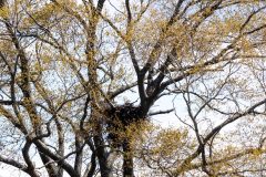 Small image of A bald eagle sits in a large nest, built near the top of a tree that is beginning to leaf out in spring.