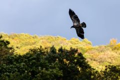 Small image of An immature bald eagle flies above the tree line, its mottled brown feathers visible against a blue sky.