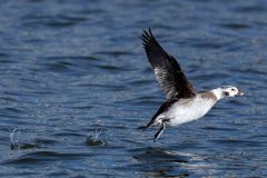 Small image of A female long-tailed duck takes off in flight from the water. Its wings are entirely black while its body is mostly gray.