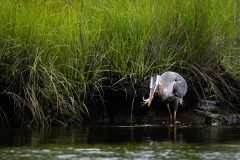 Small image of A great blue heron holds a crab in its beak as it stands in the water next to a grassy bank.