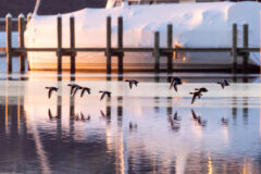 Small image of A flock of close to a dozen lesser scaup fly low near a residential dock, their bodies reflected in the calm water.