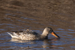 Small image of A female northern shoveler swimming, angling her bill toward the water.