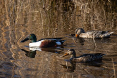 Small image of A male northern shoveler swimming with two female northern shovelers. The overall coloration of each sex is similar to mallards, with the male's iridescent green head and the mottled brown of the females, but the bill shape is distinct, as well as the eyes and the rusty color of the male's flanks.