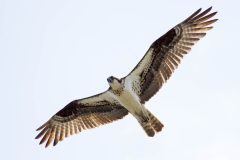 Small image of Osprey flies over the water revealing white underparts.