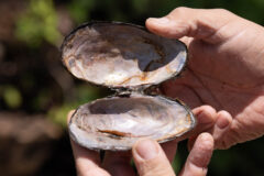 Small image of Hands hold open an empty shell.