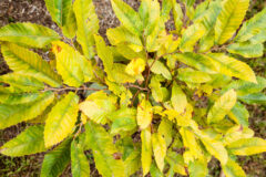 Small image of A top-down view of an American chestnut sapling whose leaves are beginning to yellow as summer turns to fall.