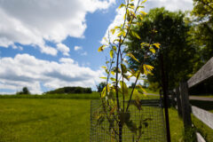 Small image of An American chestnut grows next to a wooden fence that runs along the edge of a farm field. The sapling is surrounded by a wire cage designed to protect it from predators.